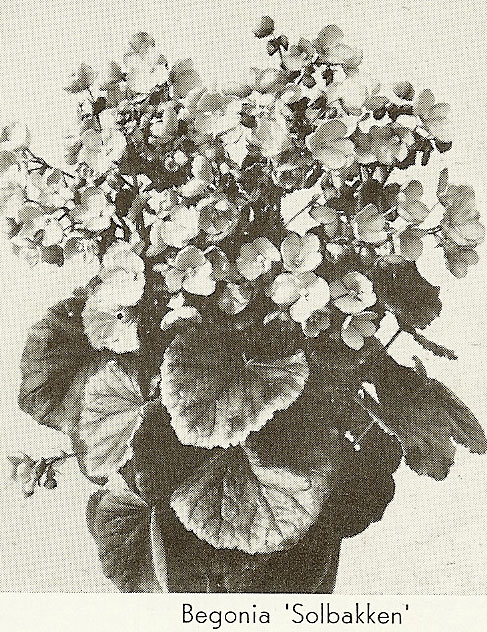 B. ‘Solbakken’